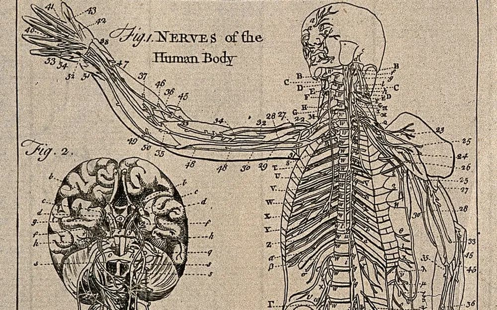 Antique engraving titled Nerves of the Human Body, showing a figure with an outstretched arm and the nerves branching from the spine, beside a labeled drawing of the underside of the brain.